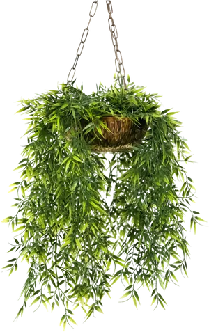 Lush Green Hanging Basket Plant PNG image