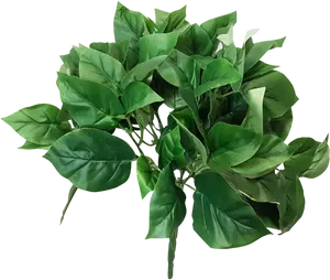 Lush Green Houseplant Leaves PNG image