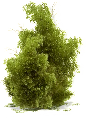 Lush Green Mossy Tree Black Background PNG image