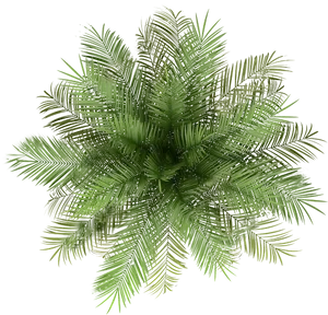 Lush Green Palm Fronds Top View PNG image