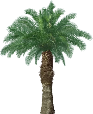 Lush Green Palm Tree Against Night Sky