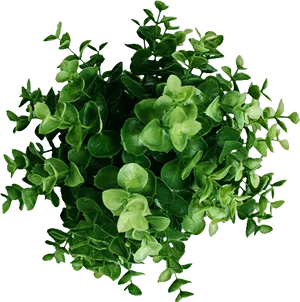 Lush Green Plant Top View PNG image