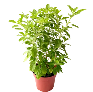 Lush Green Potted Plant Black Background PNG image
