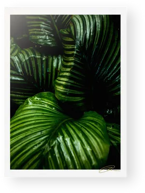 Lush Green Rainforest Foliage PNG image