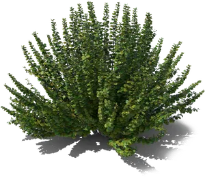 Lush Green Shrub Isolated.png PNG image