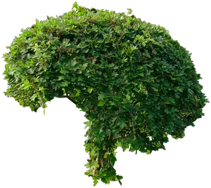 Lush Green Shrub Isolated.png