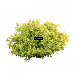 Lush Green Shrub Isolated PNG