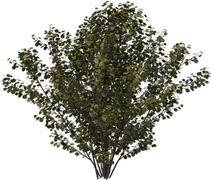 Lush Green Shrub Transparent Background PNG