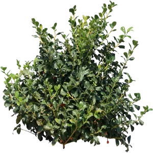 Lush Green Shrubbery PNG