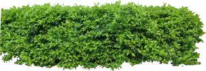 Lush Green Shrubbery Isolated PNG