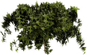 Lush Green Shrubon Black Background PNG