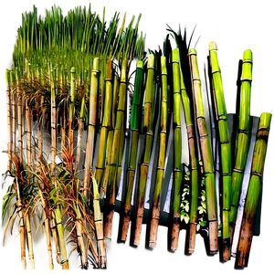 Lush Green Sugarcane Pathway PNG Blc PNG