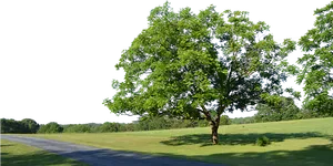 Lush Green Tree Beside Pathway PNG image