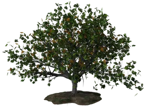 Lush Green Tree Black Background