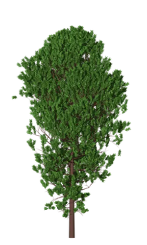 Lush Green Tree Black Background