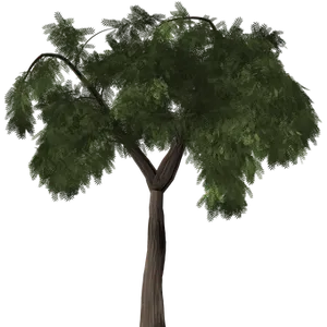 Lush Green Tree Black Background