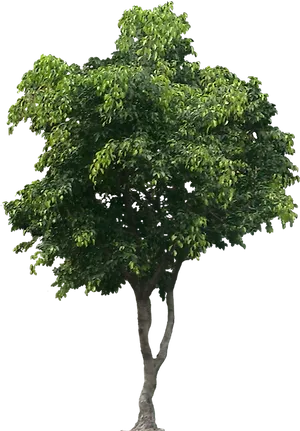 Lush Green Tree Isolated.png PNG image