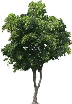 Lush Green Tree Isolatedon Black Background