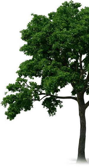 Lush Green Tree Isolatedon Gray Background PNG image