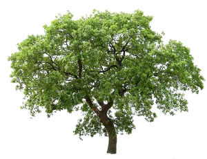 Lush Green Tree Isolatedon Transparent Background.png PNG image