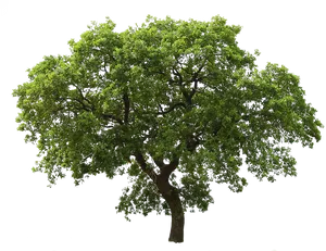 Lush Green Tree Transparent Background.png PNG image