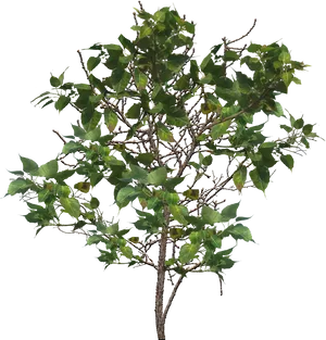 Lush Green Tree Transparent Background PNG image