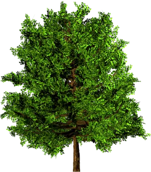 Lush Green Tree3 D Rendering PNG image