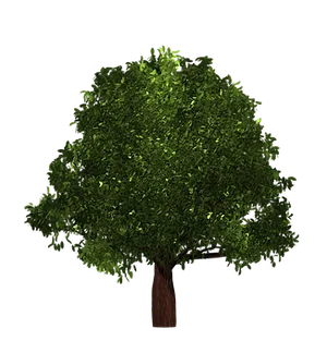 Lush Green Treeon Black Background