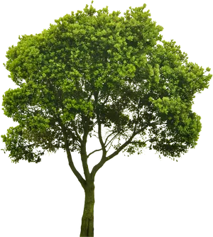 Lush Green Treeon Black Background.jpg