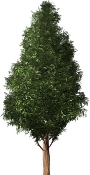 Lush Green Treeon Black Background.jpg