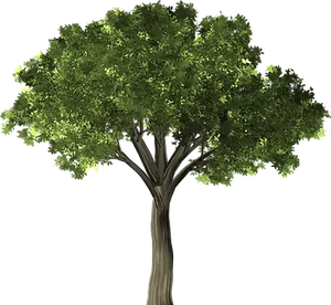Lush Green Treeon Black Background