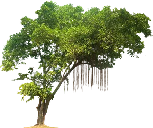 Lush Green Treewith Hanging Roots.png PNG image