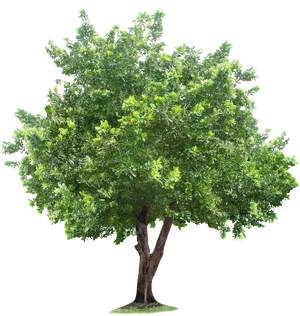 Lush Green Treewith Visible Roots.png PNG image