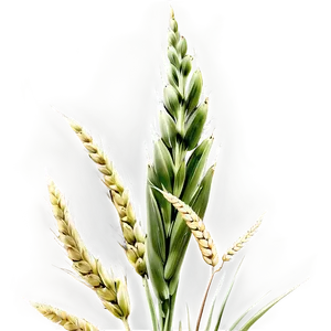 Lush Green Wheat Field Png Gbd47 PNG image