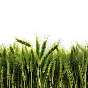 Lush Green Wheat Field Png Ygt PNG image
