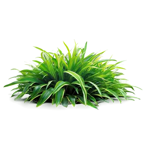 Lush Greenery Grass PNG 22 PNG