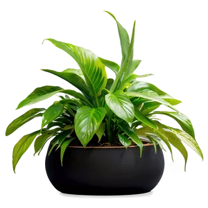 Lush Indoor Plant PNG 06262024