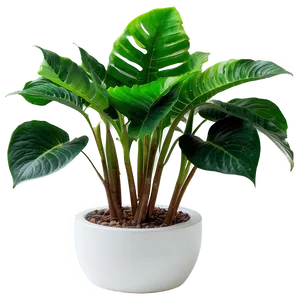 Lush Indoor Plant PNG 06262024 PNG