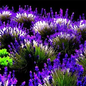 Lush Lavender Garden PNG Lvo PNG