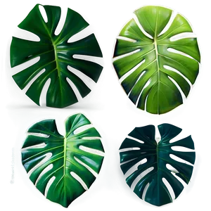 Lush Monstera Plant PNG Cap13 PNG