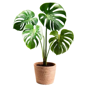 Lush Monstera Plant PNG Hxn