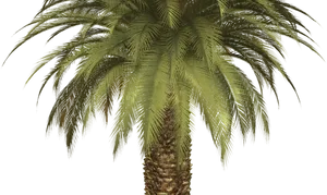 Lush Palm Tree Against Dark Background.jpg