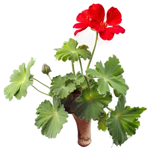 Lush Red Geraniums Png Vhv49 PNG image