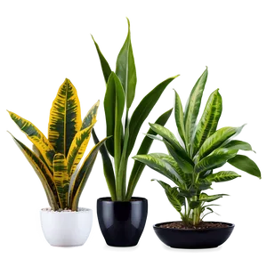 Lush Snake Plant PNG Ckh