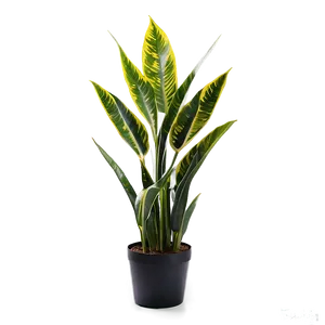 Lush Snake Plant PNG Icl PNG