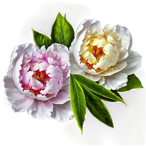 Lush Spring Peony PNG 25