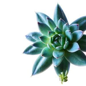 Lush Succulent Png 84 PNG image
