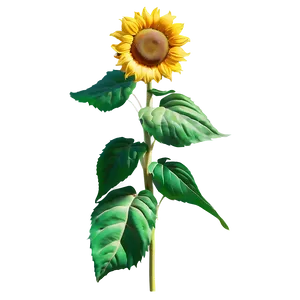 Lush Sunflower PNG Nrq35 PNG