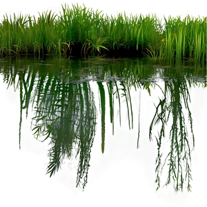 Lush Swamp Vegetation Png 06122024 PNG image