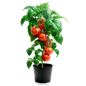 Lush Tomato Plant PNG Epa PNG